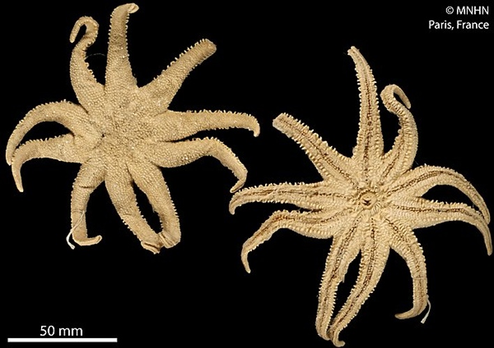 Solaster regularis &copy; RECOLNAT (ANR-11-INBS-0004) - Marie HENNION - 2018