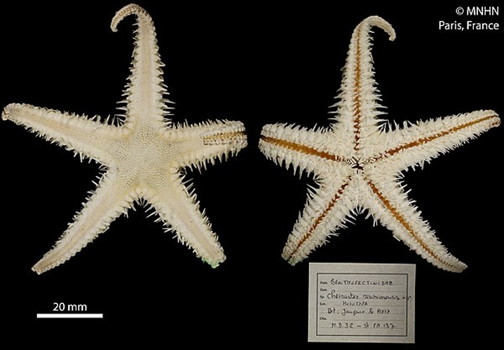 Cheiraster reunionensis &copy; RECOLNAT (ANR-11-INBS-0004) - Marie HENNION - 2017