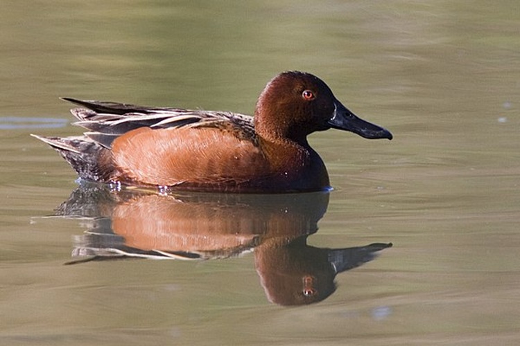 Cinnamon Teal &copy; mikebaird