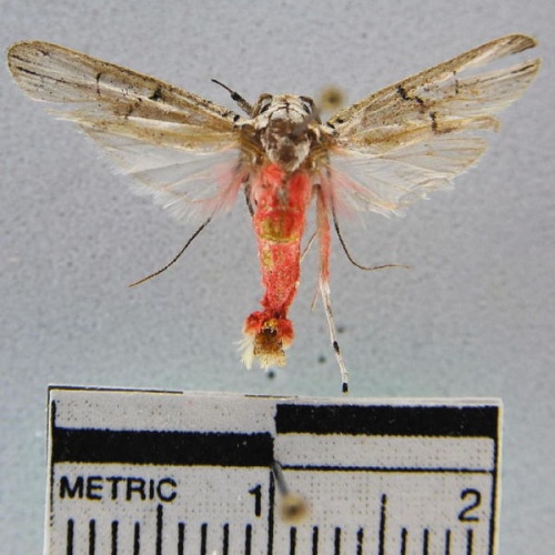 Philtronoma roseicorpus © Unspecified