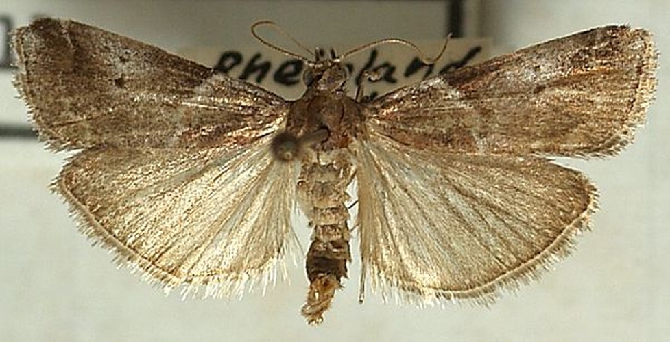 Acrobasis suavella © <a href="//commons.wikimedia.org/wiki/User:Sarefo" title="User:Sarefo">Sarefo</a>