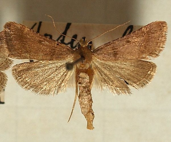 Stemmatophora brunnealis &copy; <a href="//commons.wikimedia.org/wiki/User:Sarefo" title="User:Sarefo">Sarefo</a>