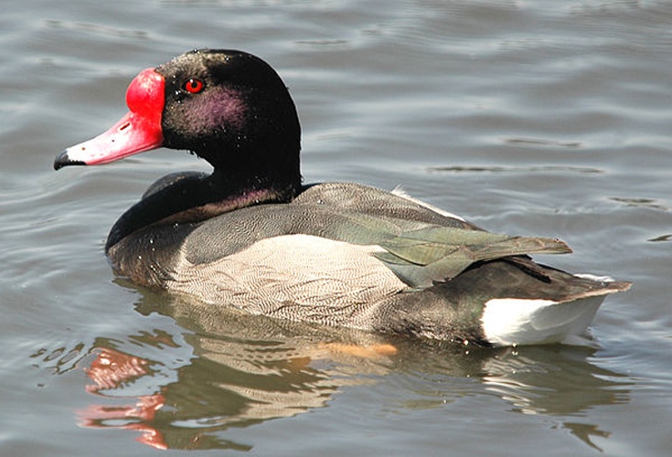 Rosy-billed Pochard © <a rel="nofollow" class="external text" href="https://www.flickr.com/people/74733773@N00">Vince Smith</a> from London, United Kingdom
