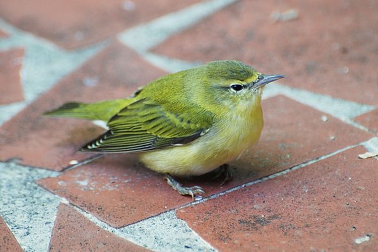 Leiothlypis peregrina &copy; <a rel="nofollow" class="external text" href="https://www.flickr.com/people/50763319@N04">Don Faulkner</a>