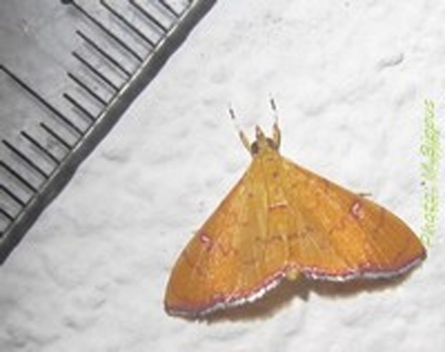 Isocentris filalis &copy; <a href="//commons.wikimedia.org/wiki/User:Tonton_Bernardo" title="User:Tonton Bernardo">Tonton Bernardo</a>