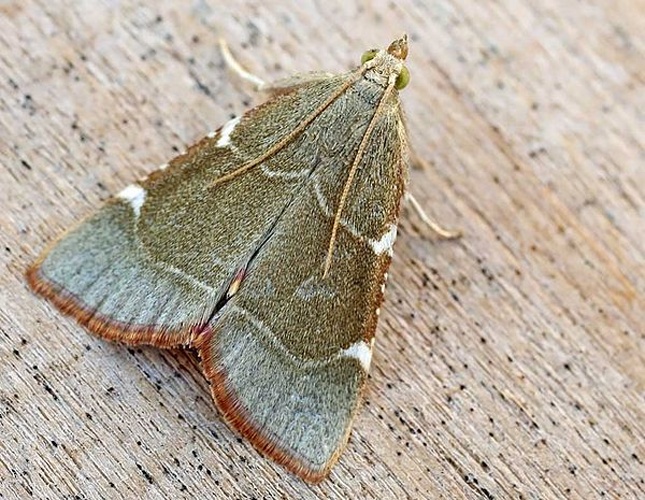 Hypsopygia fulvocilialis &copy; 