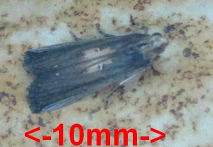 Morosaphycita morosalis &copy; <a href="//commons.wikimedia.org/wiki/User:Tonton_Bernardo" title="User:Tonton Bernardo">Tonton Bernardo</a>