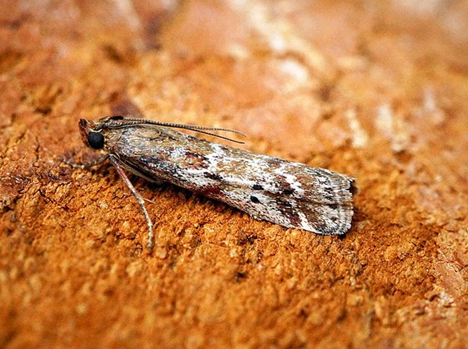 Delplanqueia dilutella &copy; <a rel="nofollow" class="external text" href="https://www.flickr.com/people/33398884@N03">Ben Sale</a> from UK