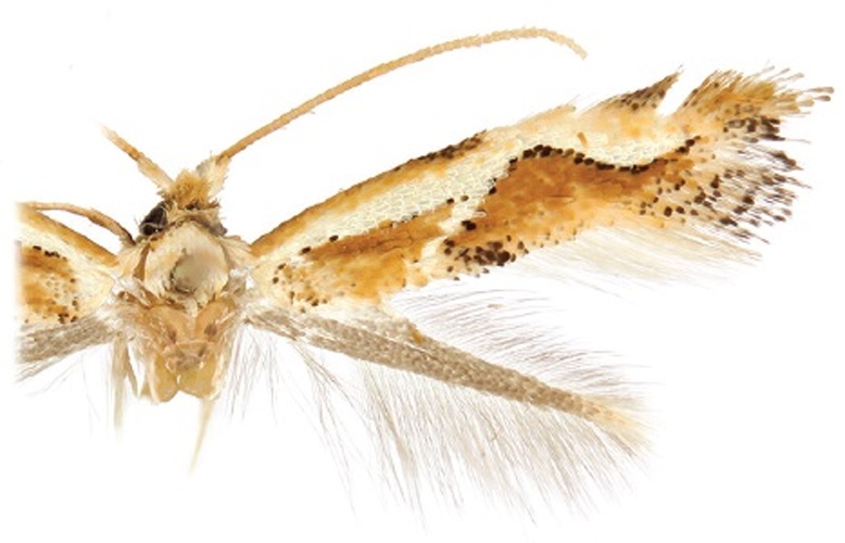 Philonome curvilineata &copy; Sohn J-C, Davis DR, Lopez-Vaamonde C