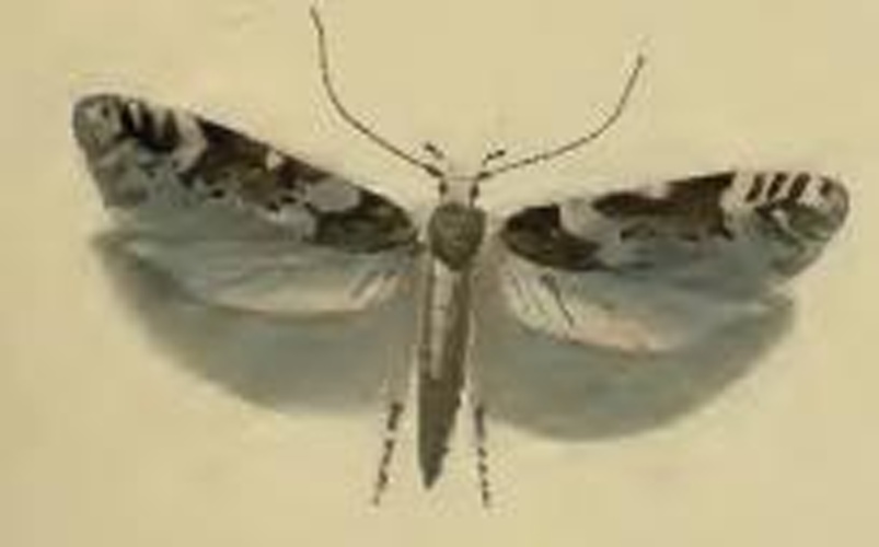 Neotelphusa sequax © Stainton