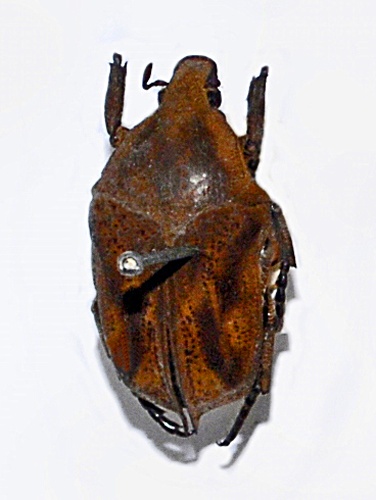 Hoplopyga brasiliensis &copy; <a href="//commons.wikimedia.org/wiki/User:Hectonichus" title="User:Hectonichus">Hectonichus</a>