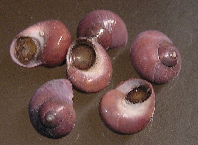 Margarella violacea &copy; Jan Delsing