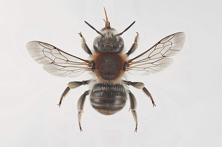 Trachusa byssina &copy; Arnstein Staverløkk/Norsk institutt for naturforskning