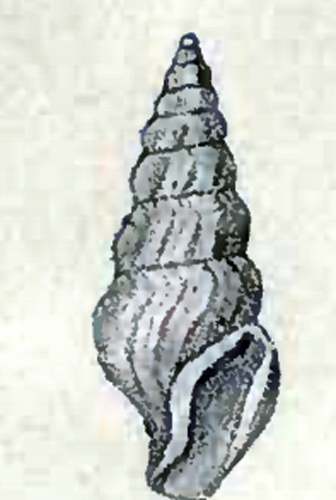 Spirotropis studeriana © G.W. Tryon