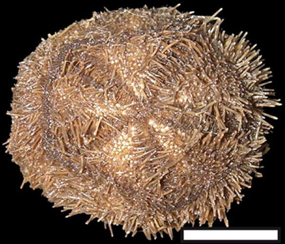 Abatus cavernosus &copy; Alexander Ziegler, Cornelius Faber, Susanne Mueller &amp;and Thomas Bartolomaeus (published as Creative Commons Attribution-Share Alike 4.0 International)