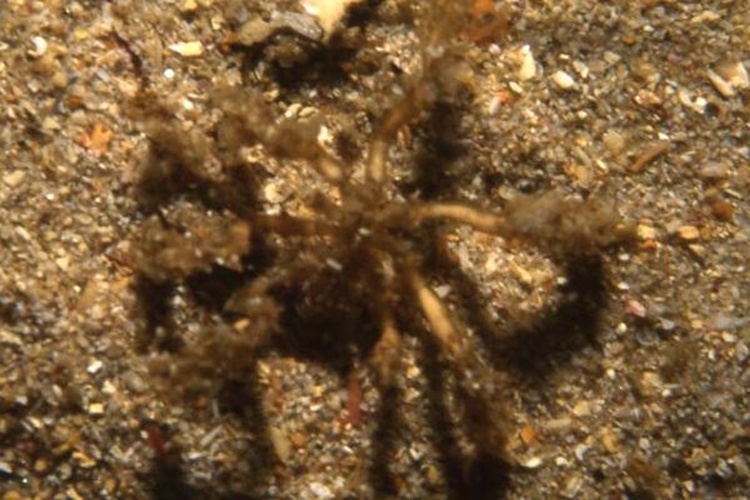 Tanystylum brevipes © <a href="//commons.wikimedia.org/wiki/User:Seascapeza" title="User:Seascapeza">Seascapeza</a>