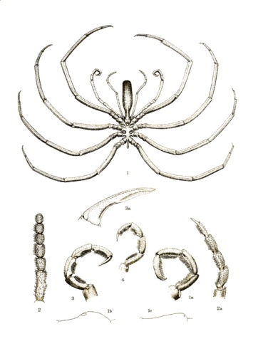 Colossendeis australis &copy; Thomas Vere Hodgson (1864–1926)