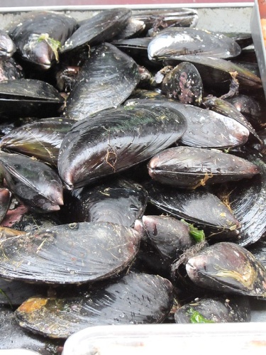 Aulacomya atra &copy; <a href="//commons.wikimedia.org/w/index.php?title=User:Roferbia&amp;action=edit&amp;redlink=1" class="new" title="User:Roferbia (page does not exist)">Rodrigo Fernández</a>