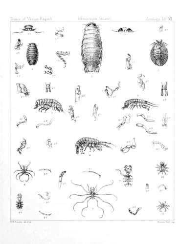 Ischyromene eatoni &copy; Scan by the Internet Archive