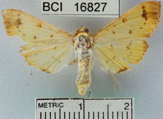 Syllepte amando © Unspecified