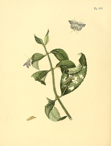 Conchylodes zebra © <a href="https://en.wikipedia.org/wiki/Sepp_(publisher)" class="extiw" title="en:Sepp (publisher)">Jan Sepp</a>  (1778 - 1853)