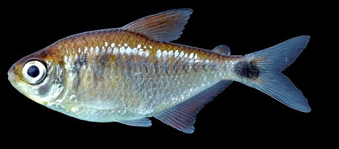 Jupiaba pinnata © Jonathan (Jon) Armbruster