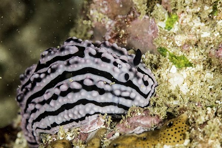 Phyllidiella meandrina © <a href="//commons.wikimedia.org/wiki/User:BernardP" title="User:BernardP">Bernard Picton</a>