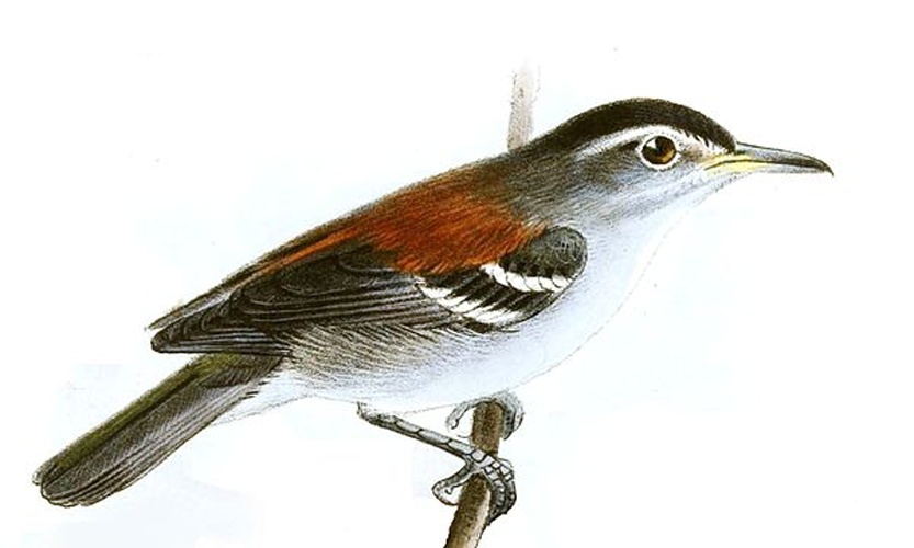 Euchrepomis spodioptila &copy; <bdi><a href="https://en.wikipedia.org/wiki/en:John_Gerrard_Keulemans" class="extiw" title="w:en:John Gerrard Keulemans">John Gerrard Keulemans</a>
</bdi>