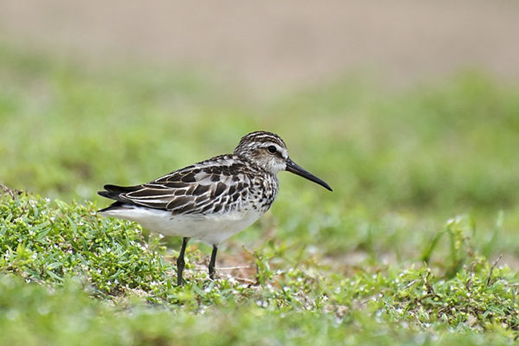 Calidris falcinellus &copy; <a href="//commons.wikimedia.org/w/index.php?title=User:Sreedev_Puthur&amp;action=edit&amp;redlink=1" class="new" title="User:Sreedev Puthur (page does not exist)">Sreedev Puthur</a>