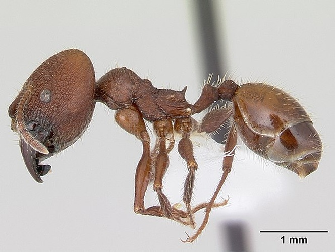 Pheidole jelskii © April Nobile
