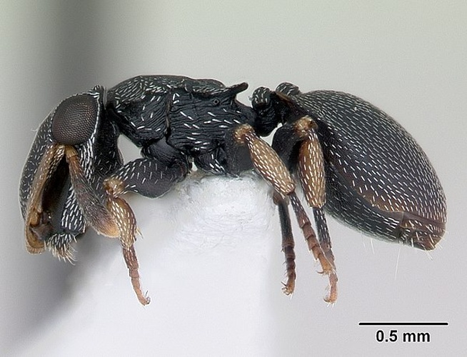 Cephalotes minutus © April Nobile