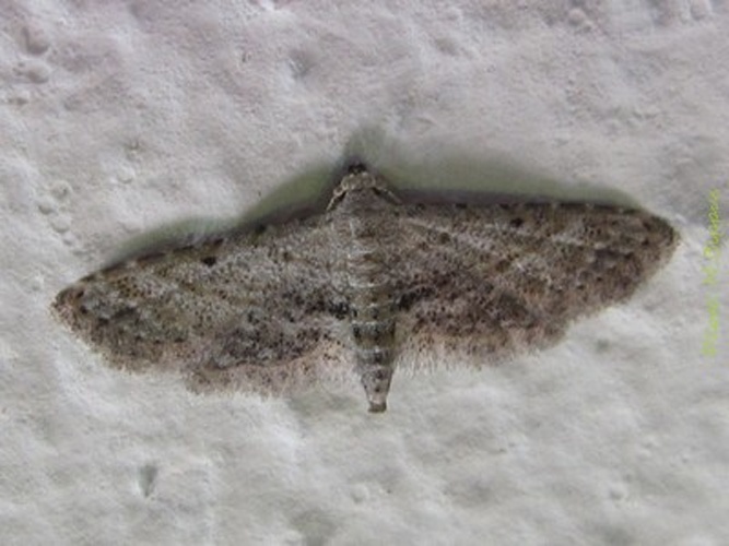 Araeopteron papaziani &copy; <a href="//commons.wikimedia.org/wiki/User:Tonton_Bernardo" title="User:Tonton Bernardo">Tonton Bernardo</a>