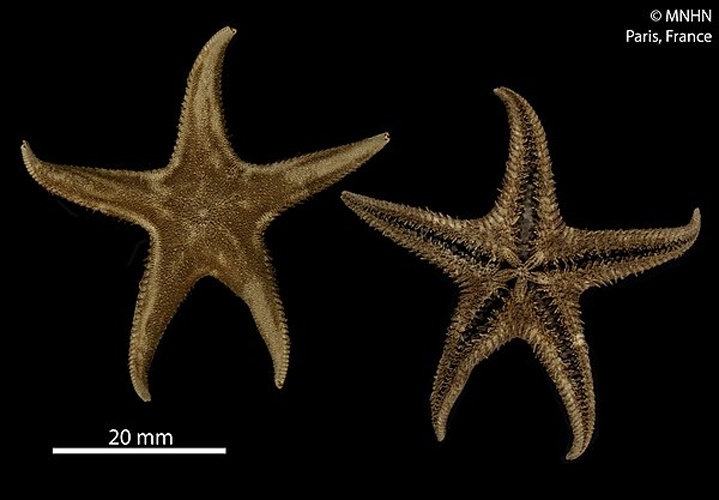 Psilaster charcoti © RECOLNAT (ANR-11-INBS-0004) - Marie HENNION - 2016