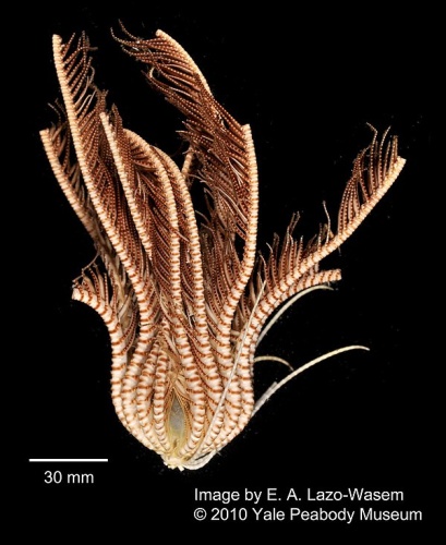 Promachocrinus kerguelensis © Creator    Eric A. Lazo-Wasem
<dl><dd>Gall L (2018). Invertebrate Zoology Division, Yale Peabody Museum. Yale University Peabody Museum. Occurrence dataset <a rel="nofollow" class="external free" href="https://doi.org/10.15468/0lkr3w">https://doi.org/10.15468/0lkr3w</a> accessed via GBIF.org on 2018-12-21. <a rel="nofollow" class="external free" href="https://www.gbif.org/occurrence/350708237">https://www.gbif.org/occurrence/350708237</a>
</dd></dl>