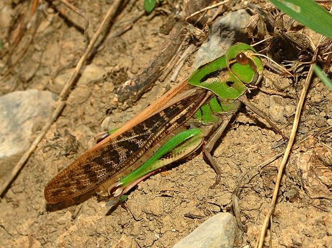 Locusta cinerascens © <a href="//commons.wikimedia.org/wiki/User:Hectonichus" title="User:Hectonichus">Hectonichus</a>