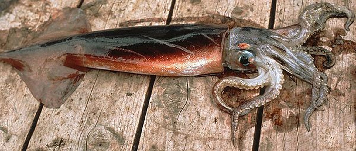 Martialia hyadesi &copy; US National Oceanic and Atmospheric Administration