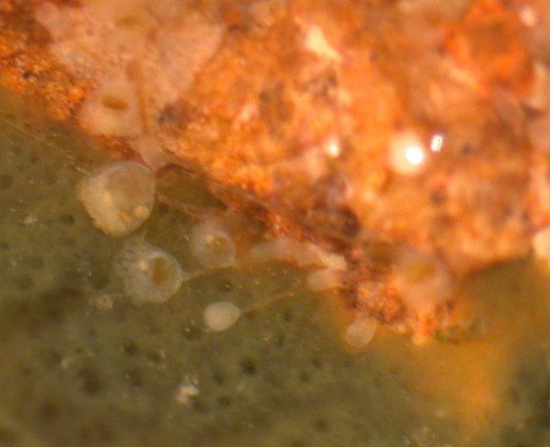 Barentsia discreta © No machine-readable author provided. <a href="//commons.wikimedia.org/wiki/User:Keisotyo" title="User:Keisotyo">Keisotyo</a> assumed (based on copyright claims).