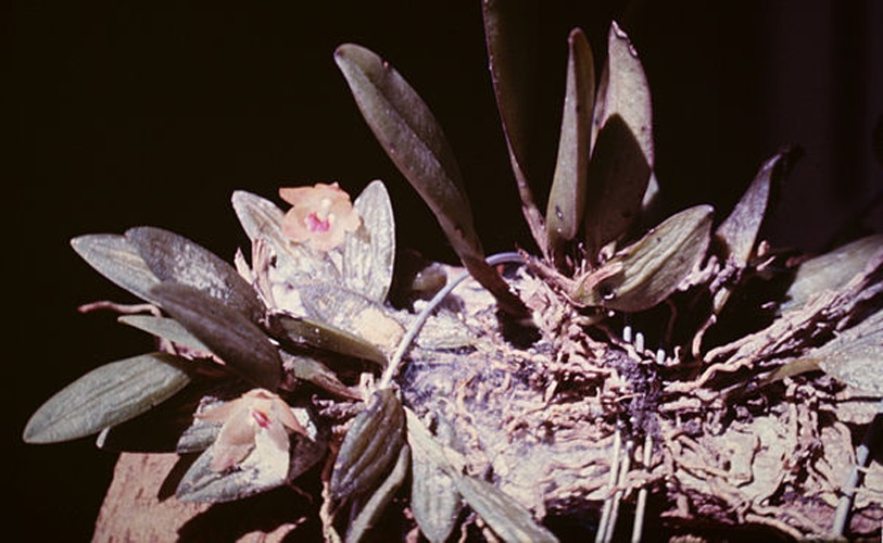 Octomeria minor © <a href="//commons.wikimedia.org/wiki/User:Maarten_Sepp" title="User:Maarten Sepp">Maarten Sepp</a>