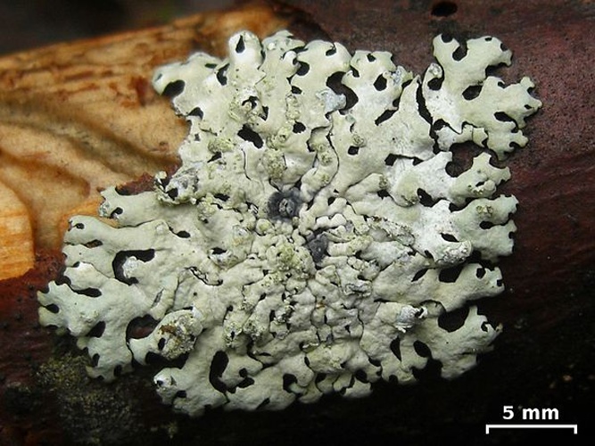 Hypotrachyna osseoalba © <a rel="nofollow" class="external text" href="https://mushroomobserver.org/observer/show_user/252">Jason Hollinger</a>