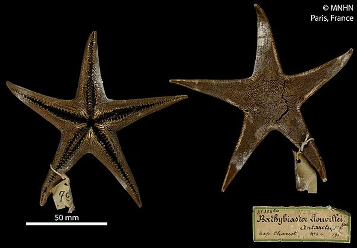 Bathybiaster loripes obesus © RECOLNAT (ANR-11-INBS-0004) - Marie HENNION - 2016