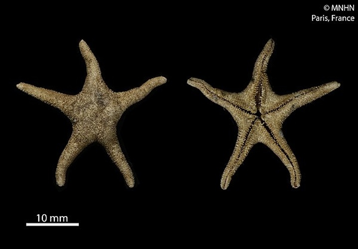 Perknaster aurorae &copy; RECOLNAT (ANR-11-INBS-0004) - Marie HENNION - 2016