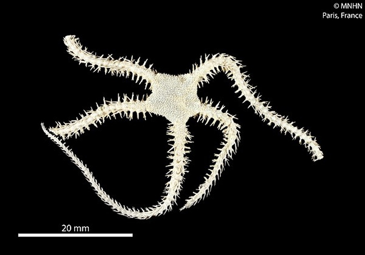 Ophiacantha antarctica &copy; RECOLNAT (ANR-11-INBS-0004) - Marie HENNION - 2014