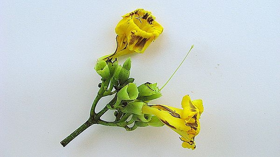 Adenocalymma validum © <a rel="nofollow" class="external text" href="https://www.flickr.com/people/12589168@N00">Alex Popovkin, Bahia, Brazil</a> from Brazil