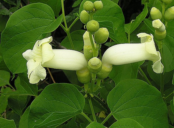 Amphilophium crucigerum © <a rel="nofollow" class="external text" href="https://www.flickr.com/people/92252798@N07">Dick Culbert</a> from Gibsons, B.C., Canada