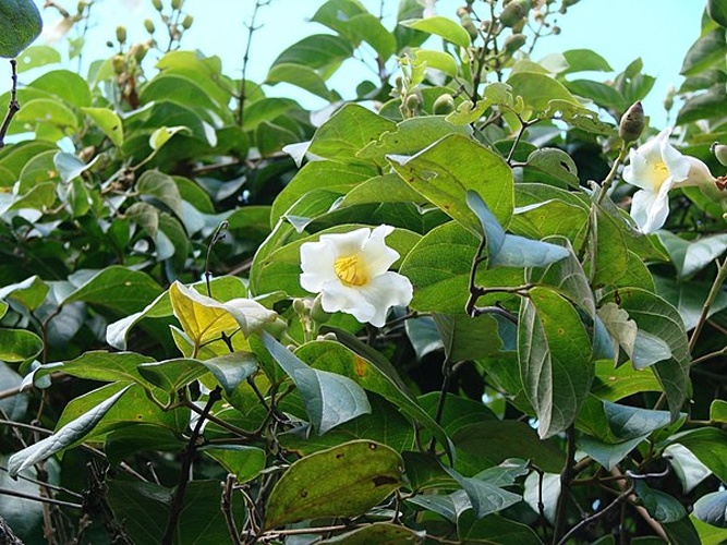 Amphilophium elongatum © <a rel="nofollow" class="external text" href="https://www.flickr.com/people/43216777@N04">João Medeiros</a>