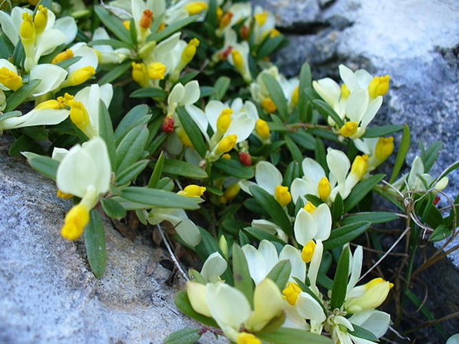 shrubby milkwort © <a href="//commons.wikimedia.org/w/index.php?title=Aelwyn&amp;action=edit&amp;redlink=1" class="new" title="Aelwyn (page does not exist)">User:Aelwyn</a>