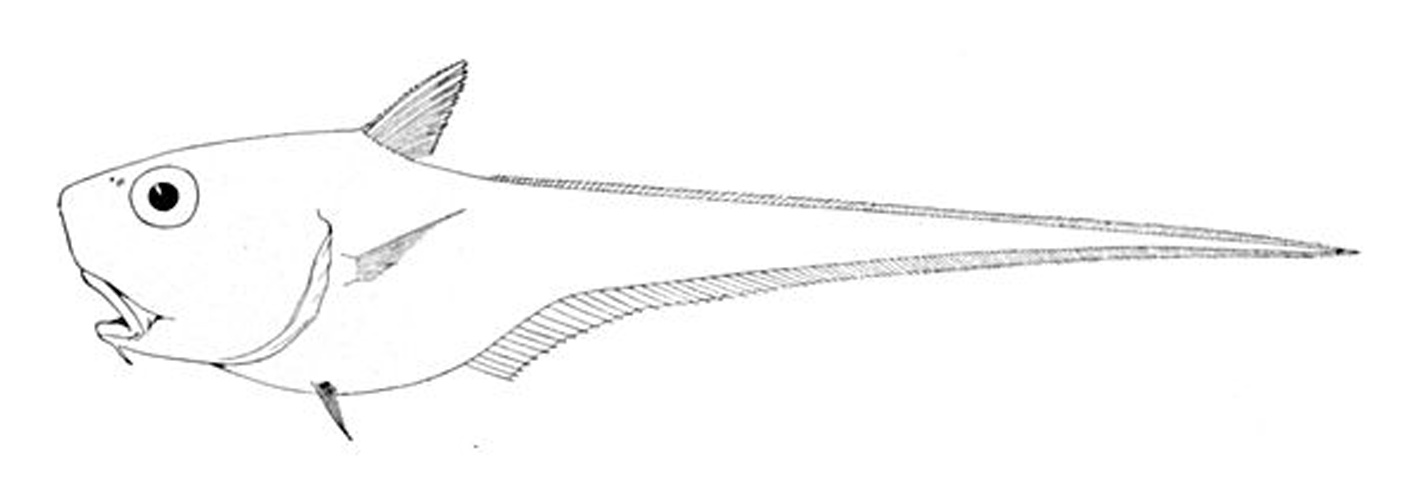 Cetonurus globiceps &copy; 