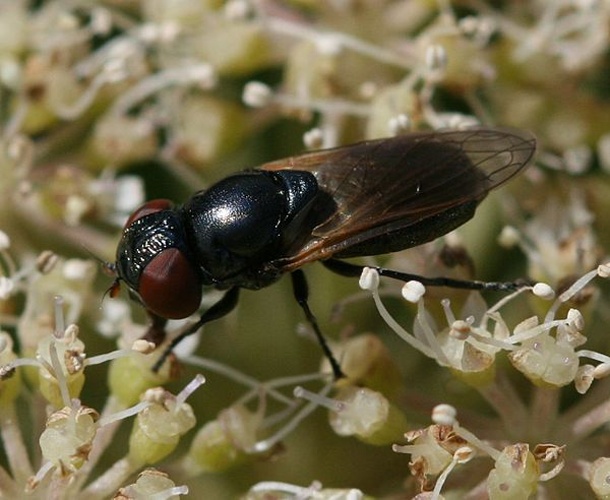 Chrysogaster cemiteriorum &copy; <a href="//commons.wikimedia.org/w/index.php?title=User:Sandy_Rae&amp;action=edit&amp;redlink=1" class="new" title="User:Sandy Rae (page does not exist)">Sandy Rae</a>