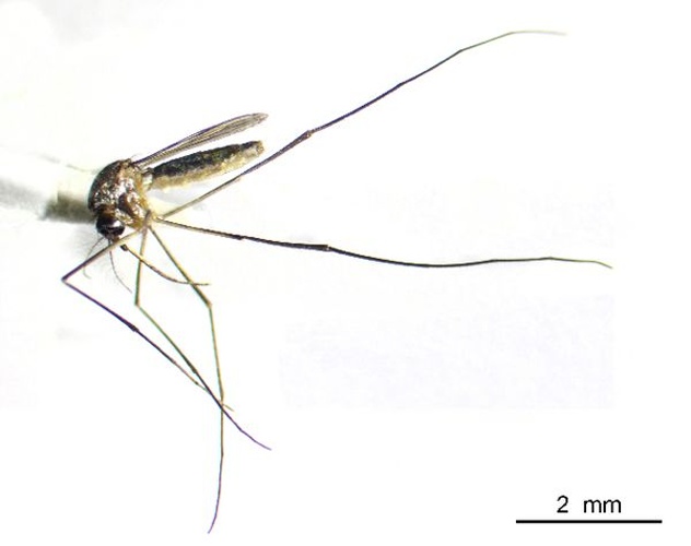 Wyeomyia mitchellii © Rahuel Chan, Instituto Tecnologico de Chetumal