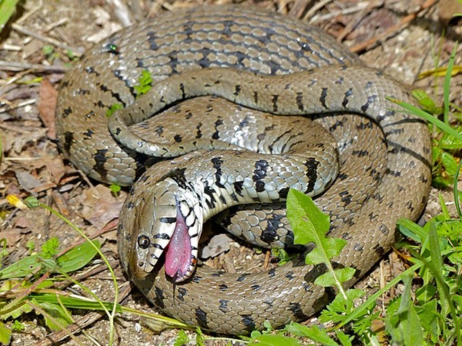 Barred grass snake © <a rel="nofollow" class="external text" href="https://www.flickr.com/people/65695019@N07">Bernard DUPONT</a> from FRANCE